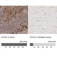 Anti-SYVN1 antibody produced in rabbit 