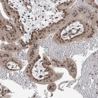 Anti-TAF8 antibody produced in rabbit HPA031730-100UL