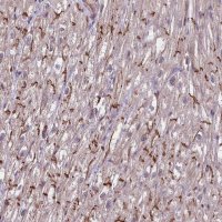 Anti-TAZ antibody produced in rabbit 