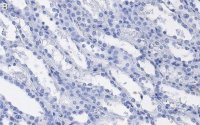 Anti-TAZ Antibody, clone 1M19 ZooMAb Rabbit Monoclonal 