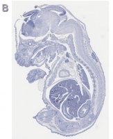 Anti-Tbr2 Antibody, clone 3M12, ZooMAb Rabbit Monoclonal 