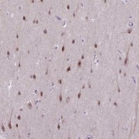 Anti-TCEAL7 antibody produced in rabbit 