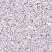 Anti-TCFL5 antibody produced in rabbit 