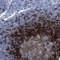 Anti-TCL1A antibody produced in rabbit 