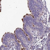 Anti-TEKT3 antibody produced in rabbit HPA044354-100UL