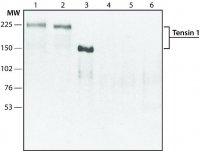 Anti-Tensin 1 (internal) antibody produced in rabbit SAB4200298-200UL