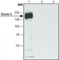 Anti-Tensin 3 (C-terminal) antibody produced in rabbit 