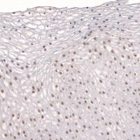 Anti-TET3 antibody produced in rabbit 