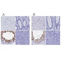 Anti-TEX101 antibody produced in rabbit 