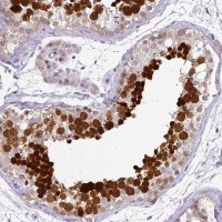 Anti-TEX30 antibody produced in rabbit 
