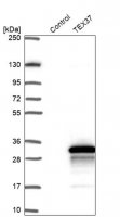 Anti-TEX37 antibody produced in rabbit 