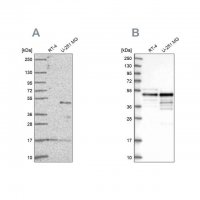 Anti-TFAP2A antibody produced in rabbit 