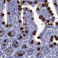 Anti-TFF3 antibody produced in rabbit 