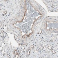 Anti-TFPI antibody produced in rabbit 
