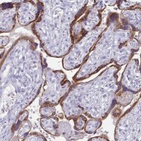 Anti-TFPI2 antibody produced in rabbit 