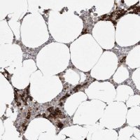 Anti-TFRC antibody produced in rabbit 