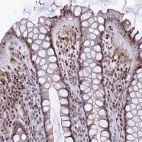 Anti-TGDS antibody produced in rabbit 