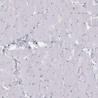 Anti-TH antibody produced in rabbit 