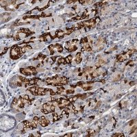 Anti-THAP10 antibody produced in rabbit 