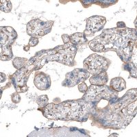 Anti-THBD antibody produced in rabbit HPA002982-100UL