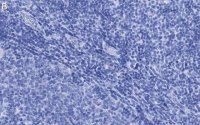 Anti-Thy-1(CD90) Antibody, clone 1I7 ZooMAb Rabbit Monoclonal 