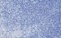 Anti-TIGIT Antibody, clone 1D20 ZooMAb Rabbit Monoclonal 