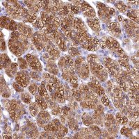 Anti-TIMM22 antibody produced in rabbit 