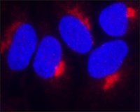 Anti-TIMP2 antibody, Mouse monoclonal 