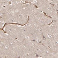 Anti-TJP1 antibody produced in rabbit 