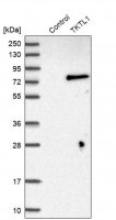 Anti-TKTL1 antibody produced in rabbit 
