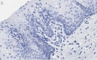 Anti-TLE3 Antibody, clone 1D15 ZooMAb Rabbit Monoclonal 