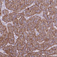 Anti-TMEM106C antibody produced in rabbit 