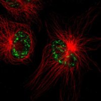 Anti-TMEM179B antibody produced in rabbit HPA016585-100UL