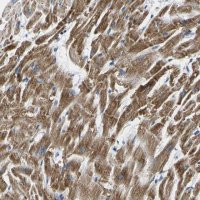 Anti-TMEM204 antibody produced in rabbit 