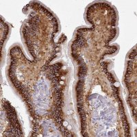Anti-TMEM253 antibody produced in rabbit 