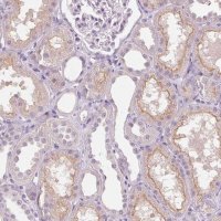 Anti-TMEM27 antibody produced in rabbit 