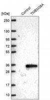 Anti-TMEM38A antibody produced in rabbit HPA050463-100UL
