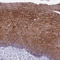 Anti-TMEM40 antibody produced in rabbit 