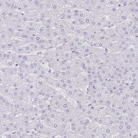 Anti-TMEM79 antibody produced in rabbit 