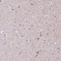Anti-TMEM88B antibody produced in rabbit 