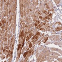 Anti-TMOD1 antibody produced in rabbit 