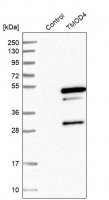 Anti-TMOD4 antibody produced in rabbit 