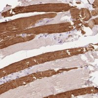 Anti-TNNT3 antibody produced in rabbit 