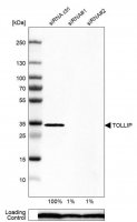 Anti-TOLLIP antibody produced in rabbit 
