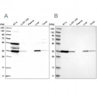 Anti-TP53I3 antibody produced in rabbit 