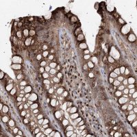 Anti-TRAF3IP2 antibody produced in rabbit 