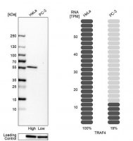 Anti-TRAF4 antibody produced in rabbit HPA052377-100UL