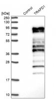 Anti-TRAFD1 antibody produced in rabbit 
