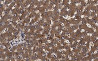 Anti-Transferrin Antibody, clone 2B8 , ZooMAb Rabbit Monoclonal 