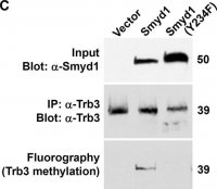 Anti-TRB3 (N-terminal) antibody produced in rabbit T8076-200UL